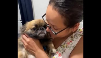 Ankha porn full video